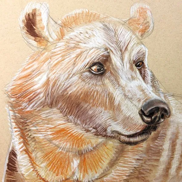 Beginner/Intermediate Drawing: Animal Portraits