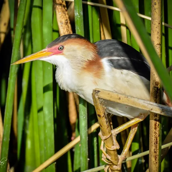 How to Take Beautiful Photos with Any Camera