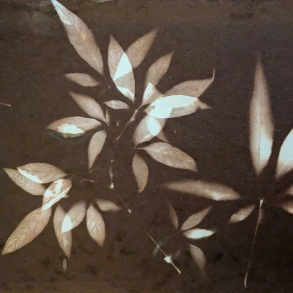 Photography Workshop: Van Dyke Photograms