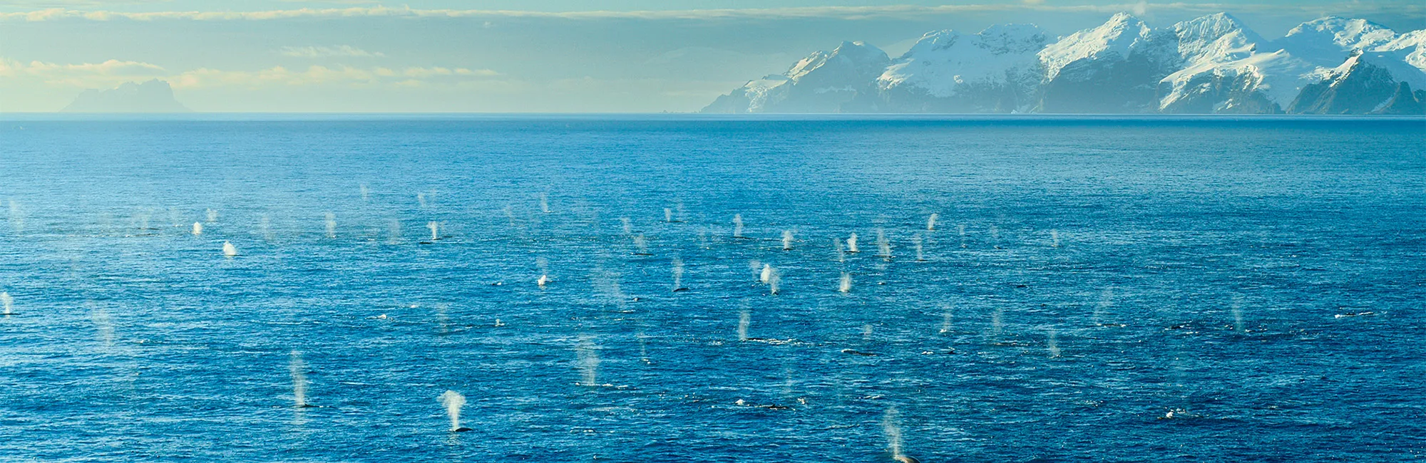 National Geographic Live: Searching for the World’s Largest Whale Gathering