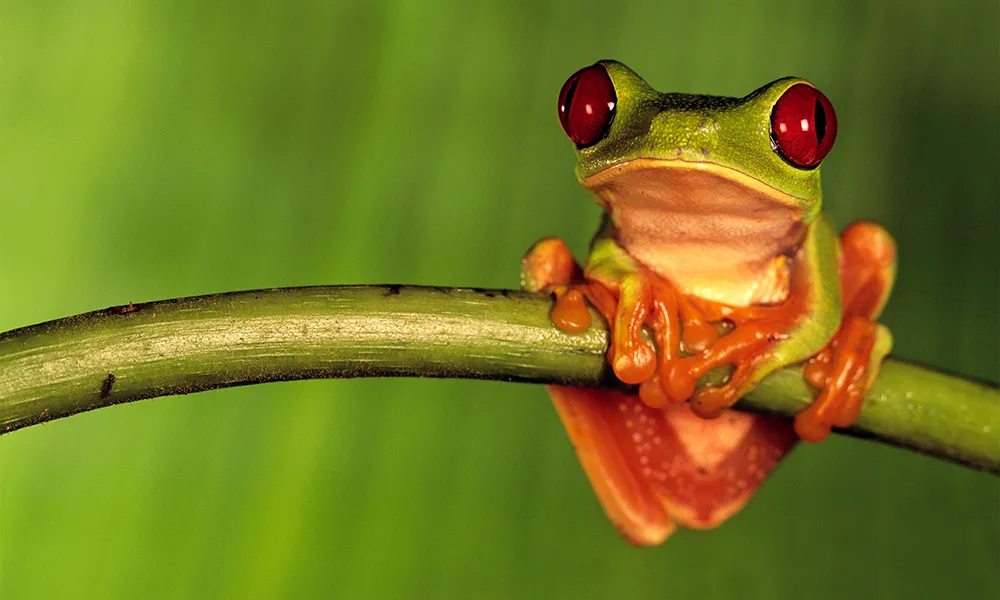 National Geographic Live: Weird World of Frogs