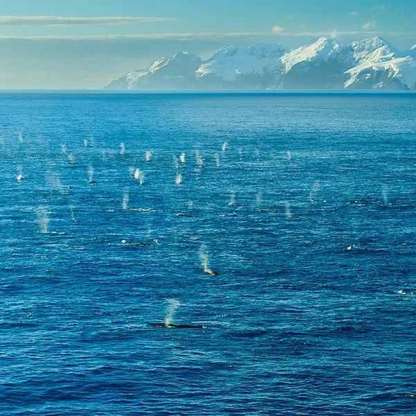 National Geographic Live: Searching for the World’s Largest Whale Gathering