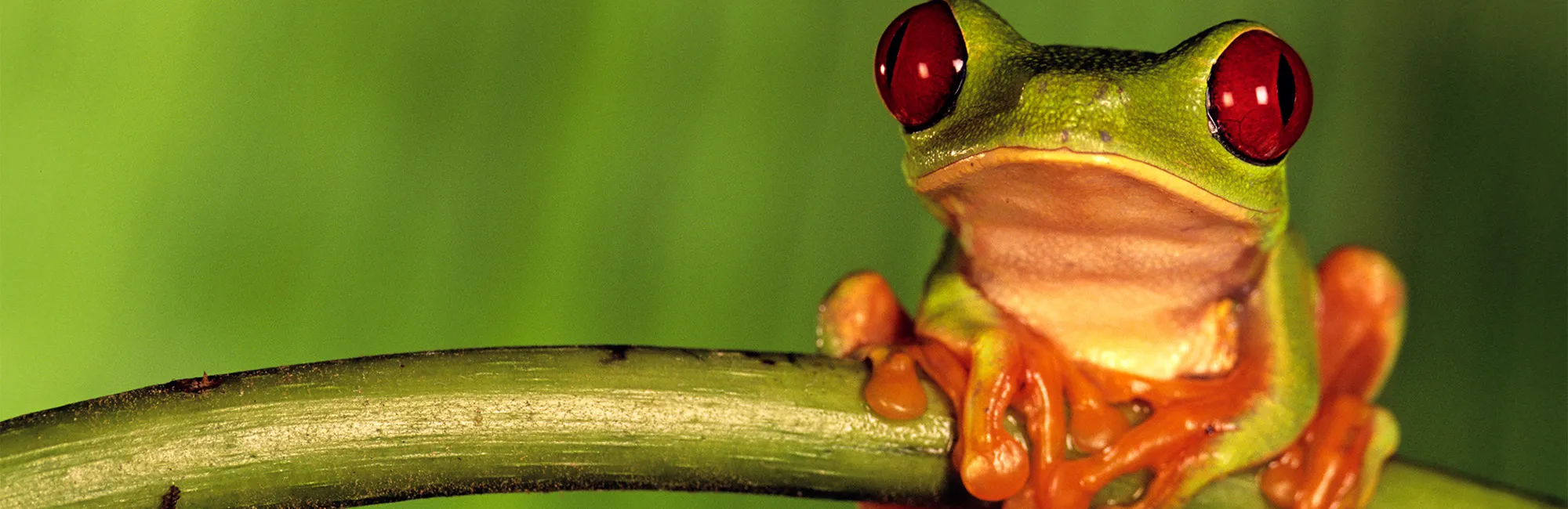 National Geographic Live: Weird World of Frogs