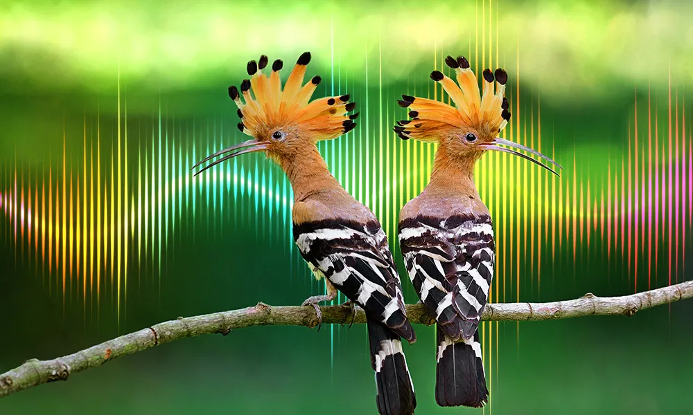 National Geographic Live: Saving Nature's Symphony