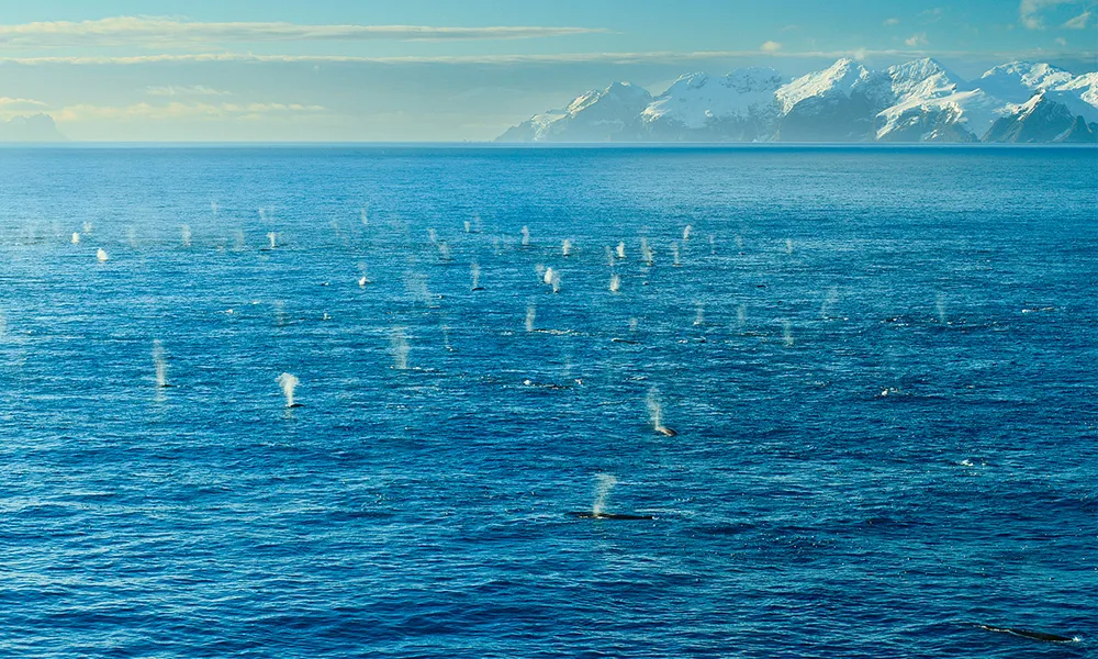 National Geographic Live: Searching for the World’s Largest Whale Gathering