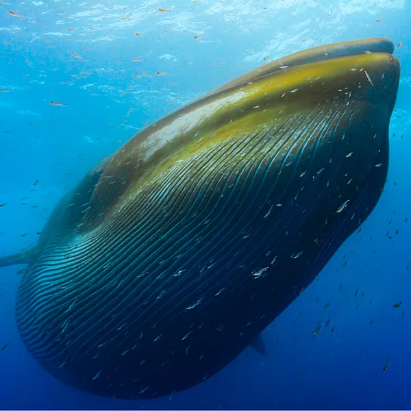 National Geographic Live: Searching for the World’s Largest Whale Gathering