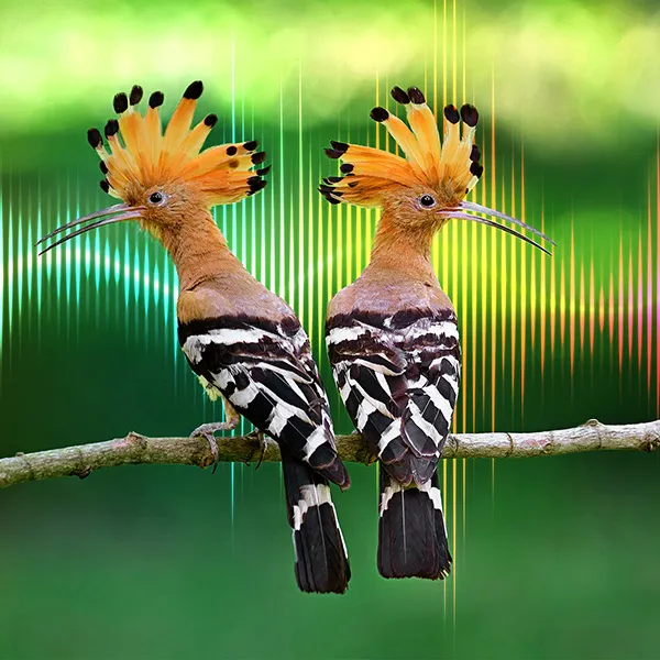 National Geographic Live: Saving Nature's Symphony