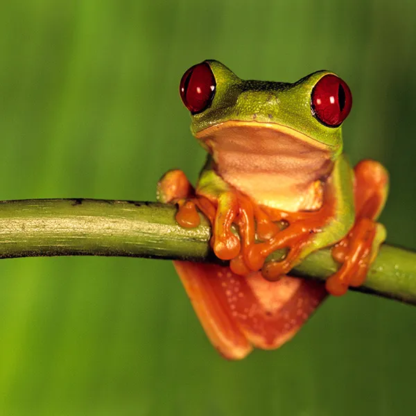 National Geographic Live: Weird World of Frogs