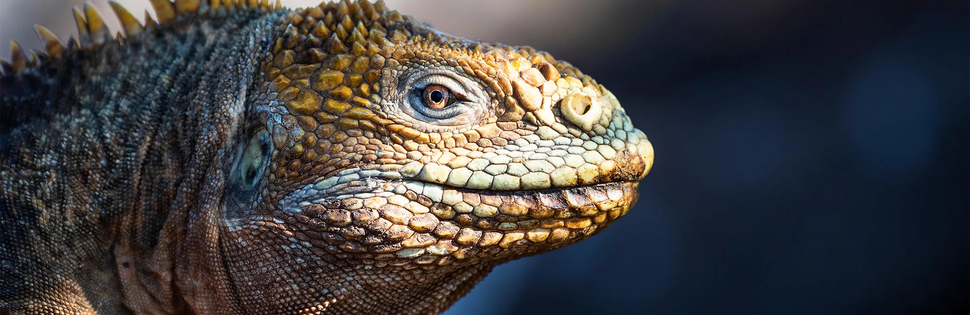 Show Listing Slider slide 4