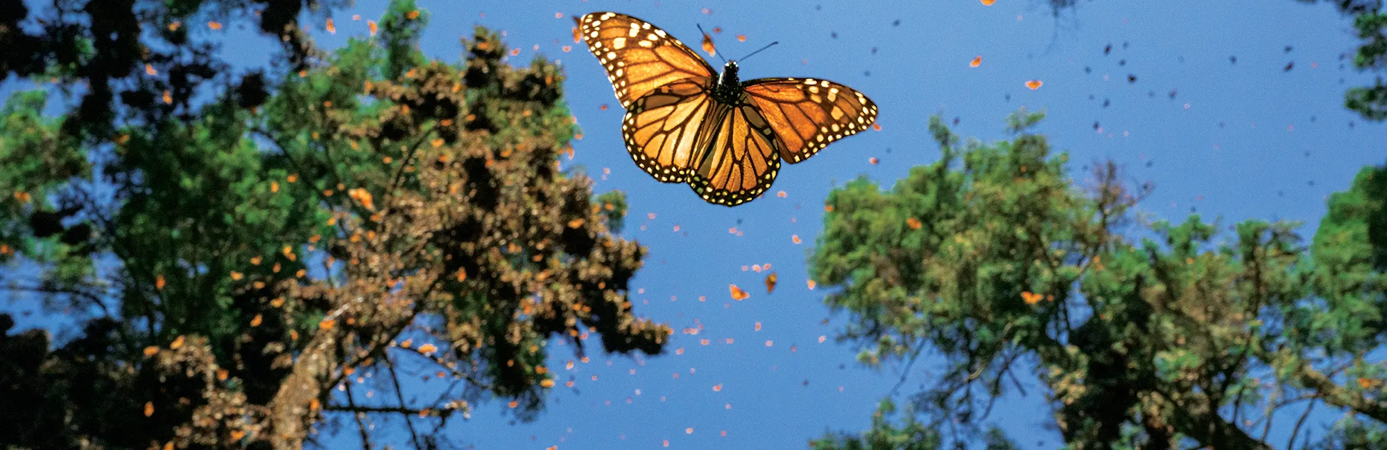 Show Listing Slider slide 3