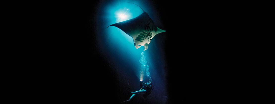 Diver with sting ray